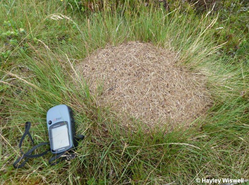 Formica exsecta nest mound