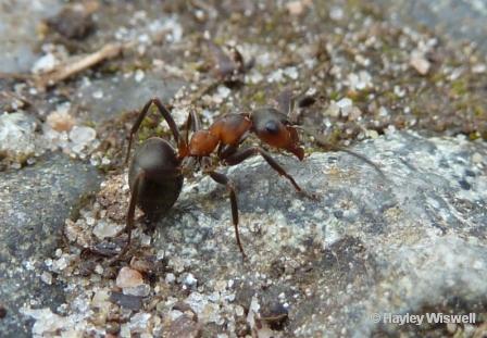 Formica aquilonia