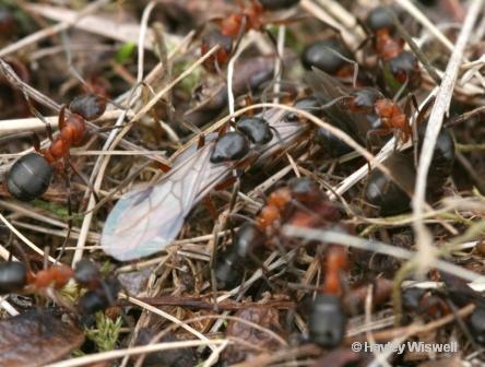 Formica exsecta queens on nest