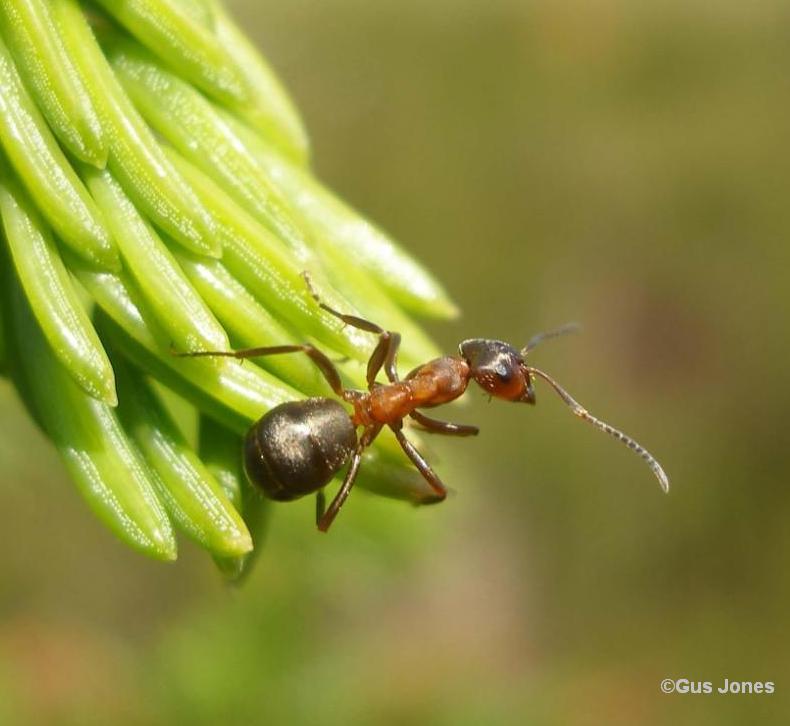 Formica exsecta