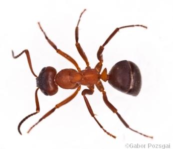 Formica sanguinea worker